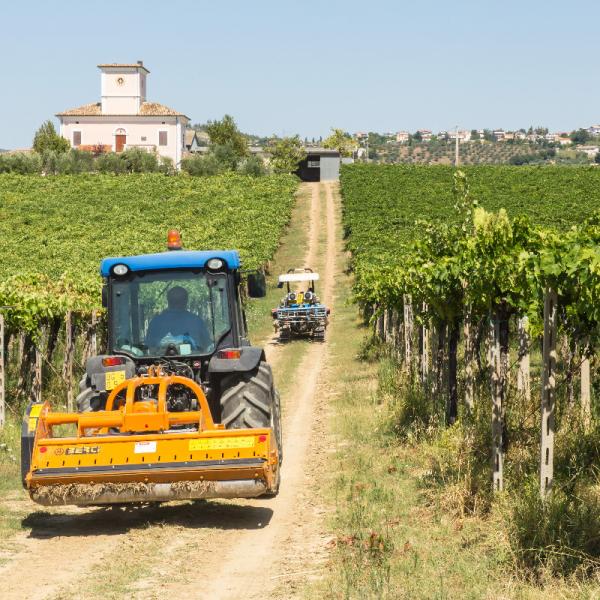 Cantina-di-biase-in-vigna-45