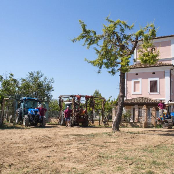 Cantina-di-biase-in-vigna-49