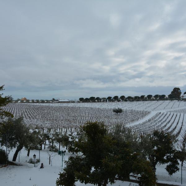 Cantina-di-biase-in-vigna-56